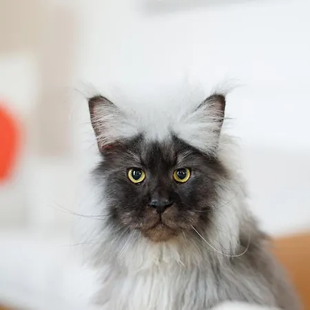 דירה Le Palais De Leo Luxury Hyper Center 4p Balcony Ac Épernay